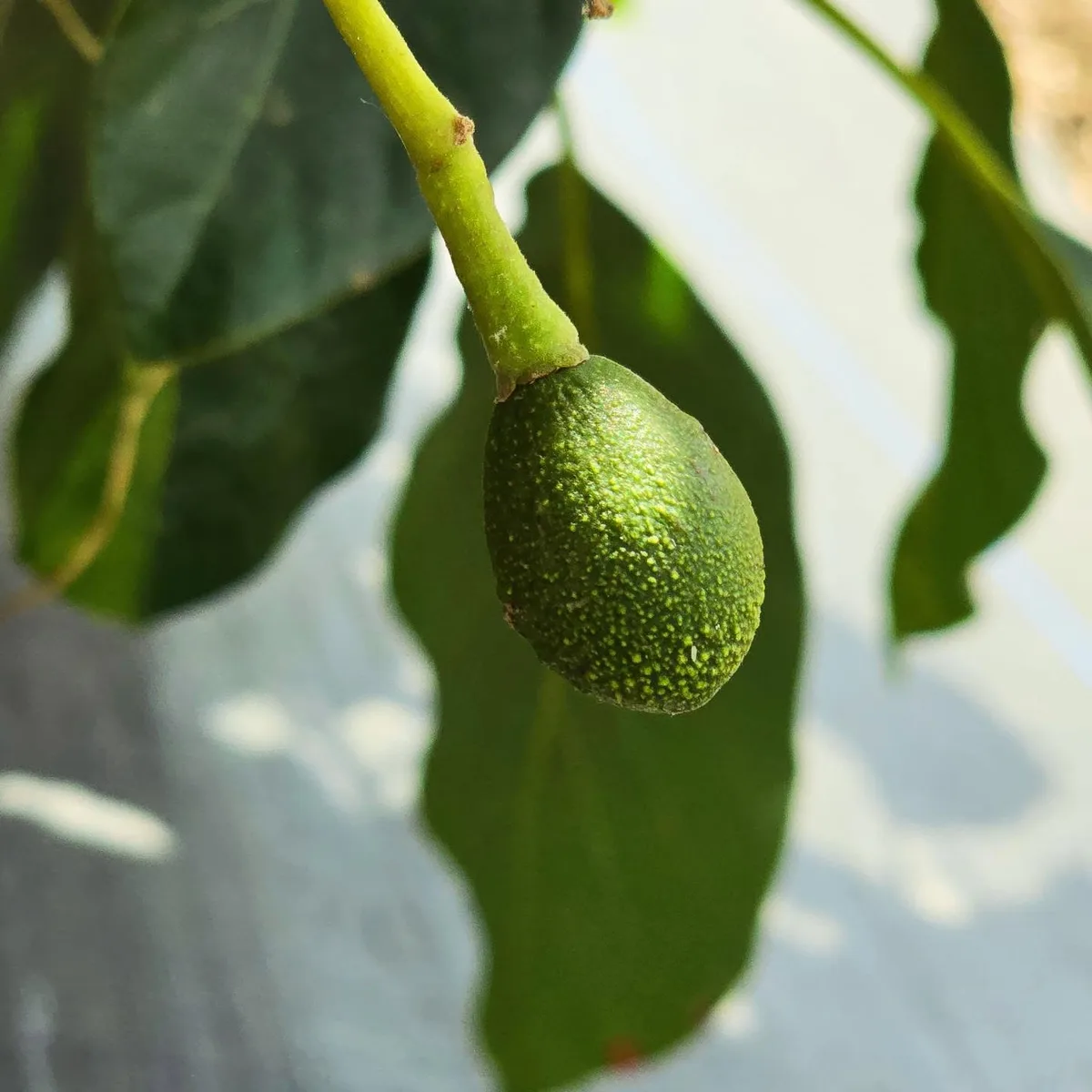 Avocados ripening on the tree