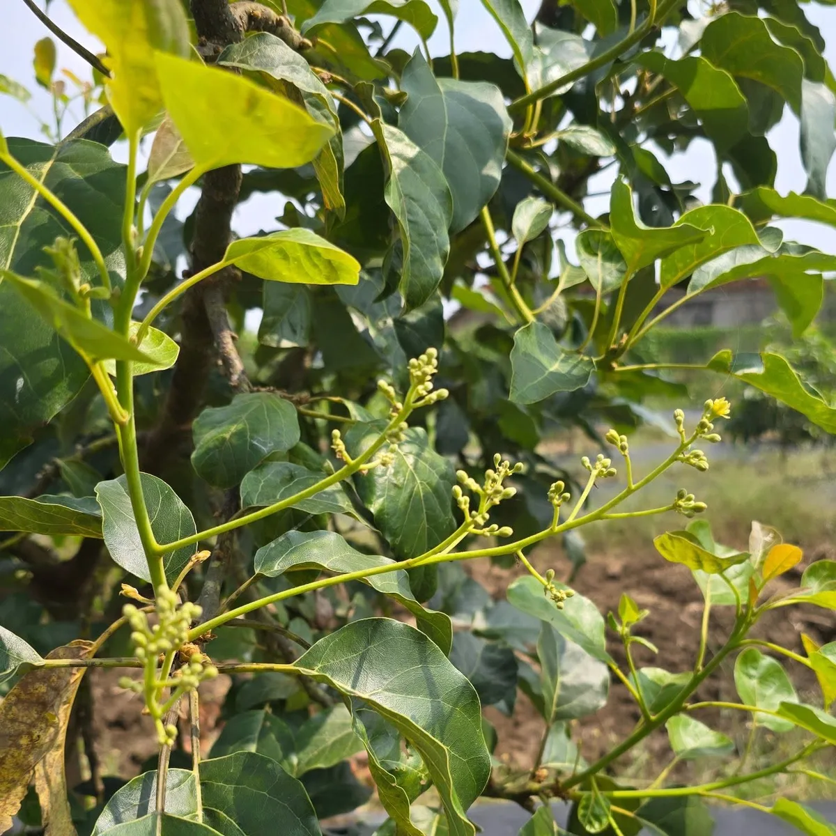 Avocado blossom