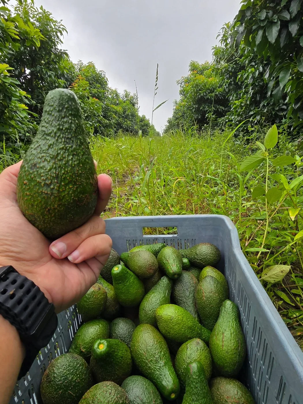 A freshly harvested avocado held over a crate