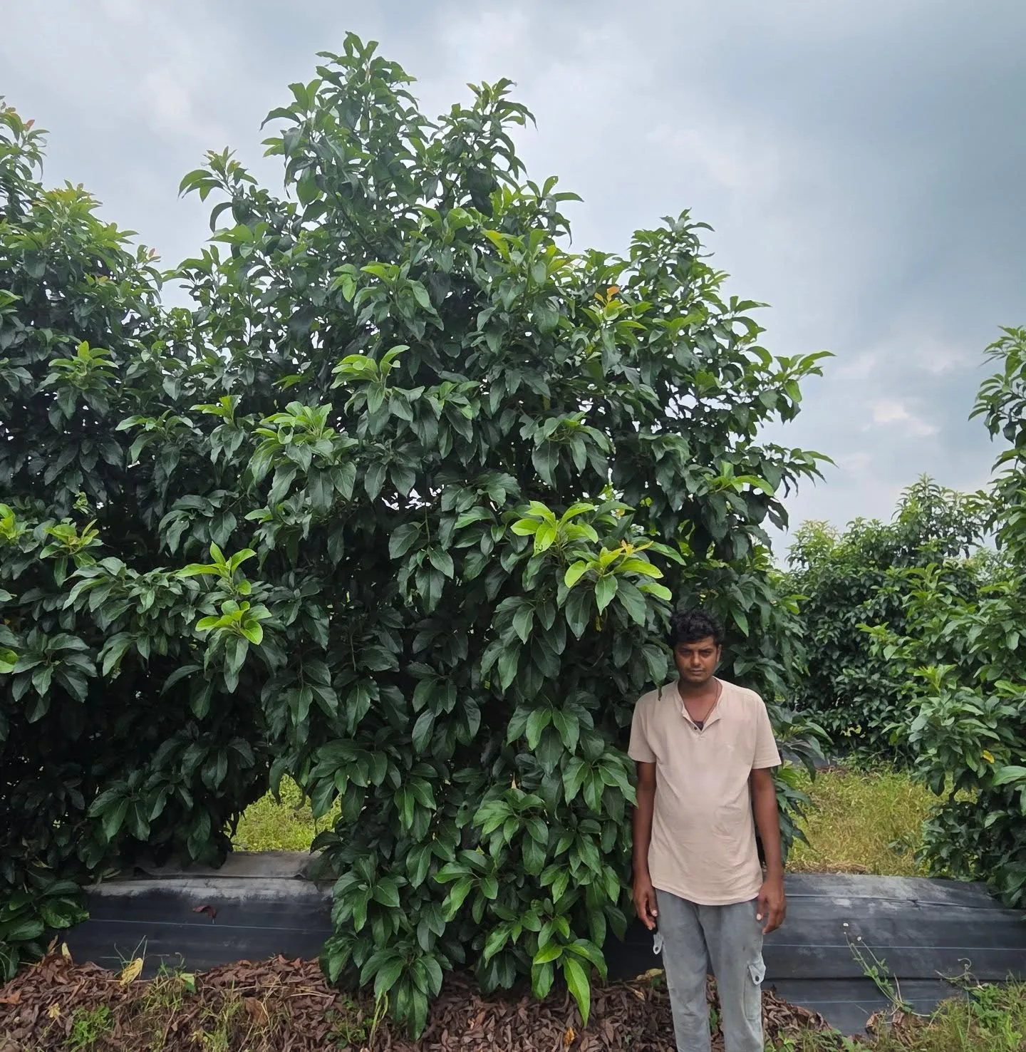 A maturing canopy