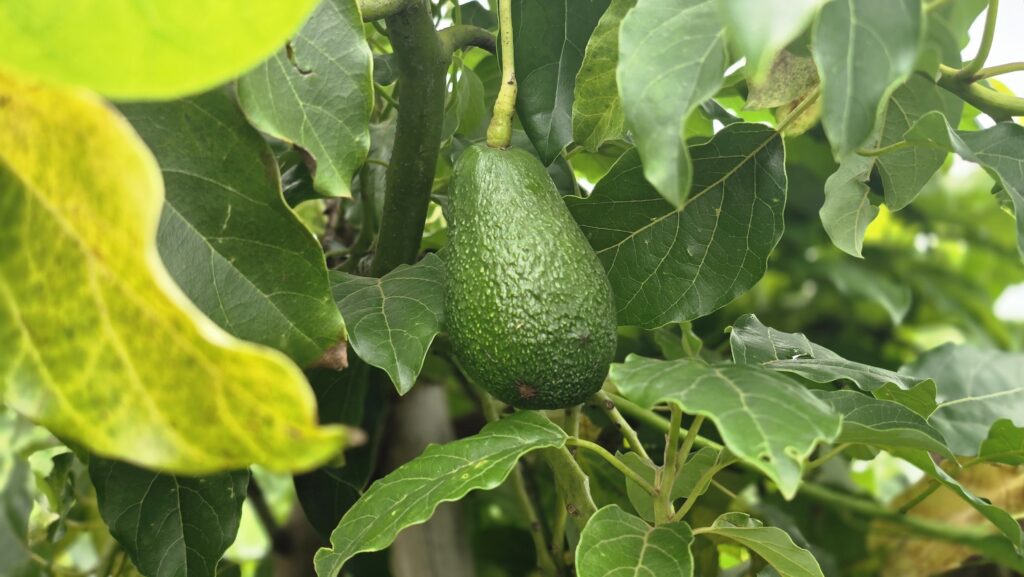 The A-Z Guide to Starting Your Own Avocado Farm in India