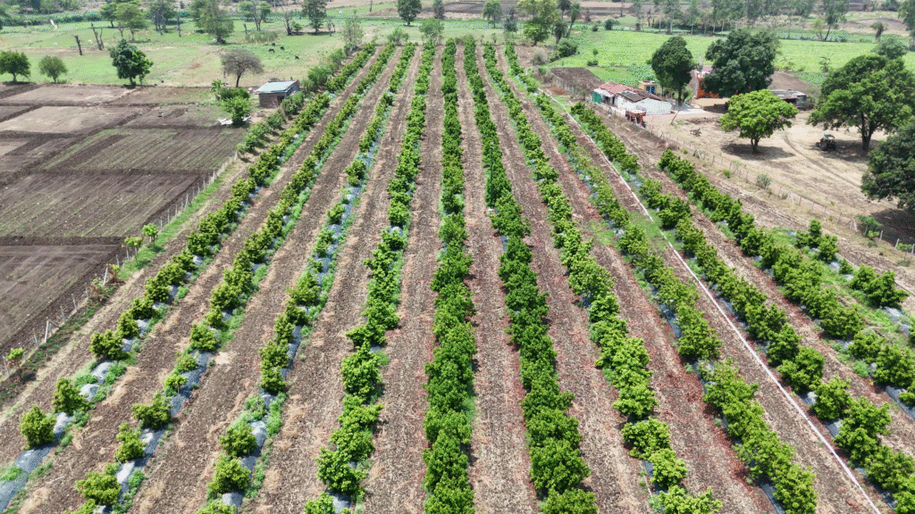 Importance of Raised Beds for Avocado Orchard in India